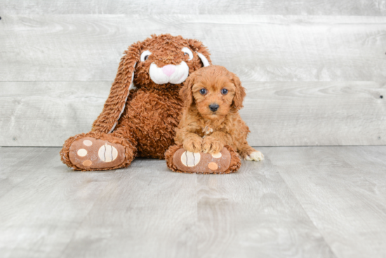 Popular Cavapoo Poodle Mix Pup