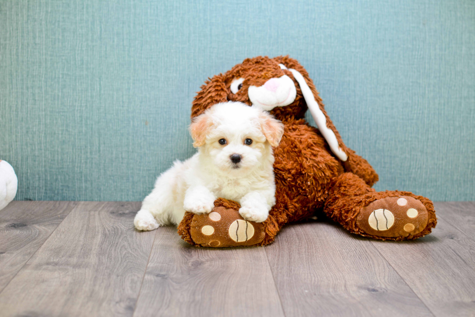 Maltipoo Puppy for Adoption