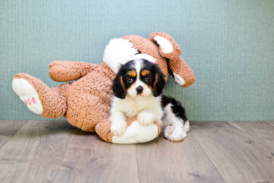 Cute Cavalier King Charles Spaniel Purebred Puppy