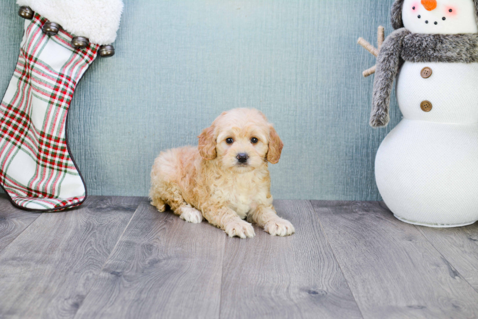 Mini Goldendoodle Pup Being Cute
