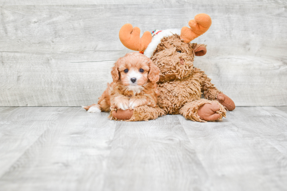 Friendly Cavapoo Baby