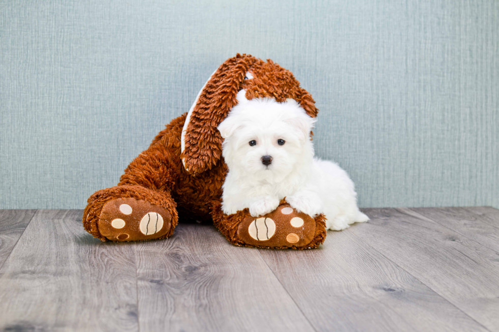 Energetic Maltese Purebred Puppy