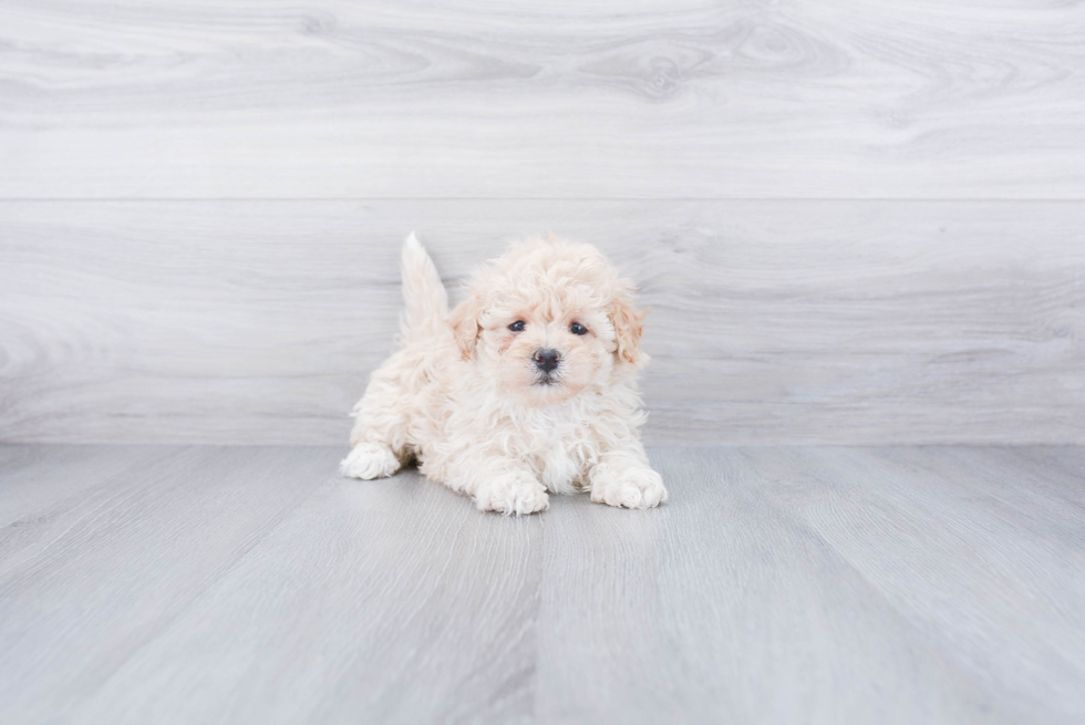 Best Maltipoo Baby