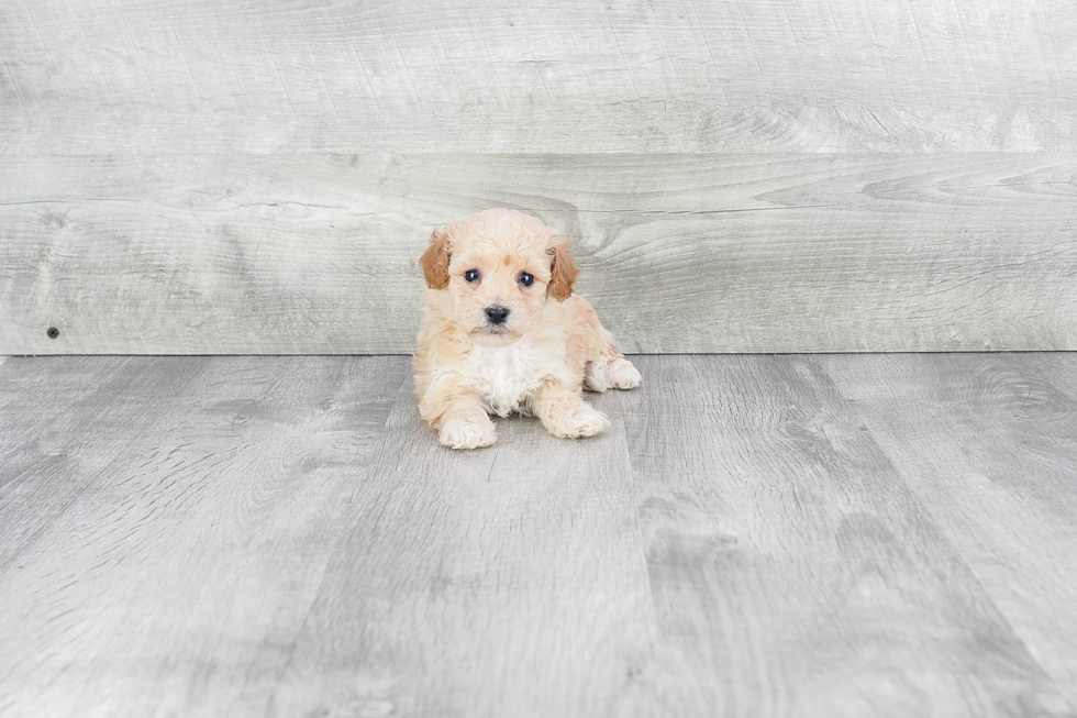 Maltipoo Puppy for Adoption