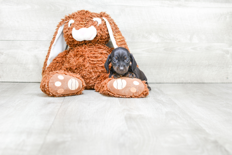 Cute Dachshund Baby