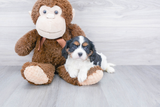 Sweet Cavalier King Charles Spaniel Purebred Puppy