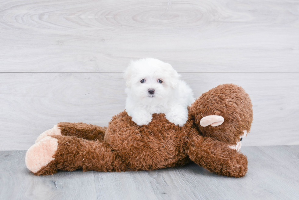 Maltese Puppy for Adoption