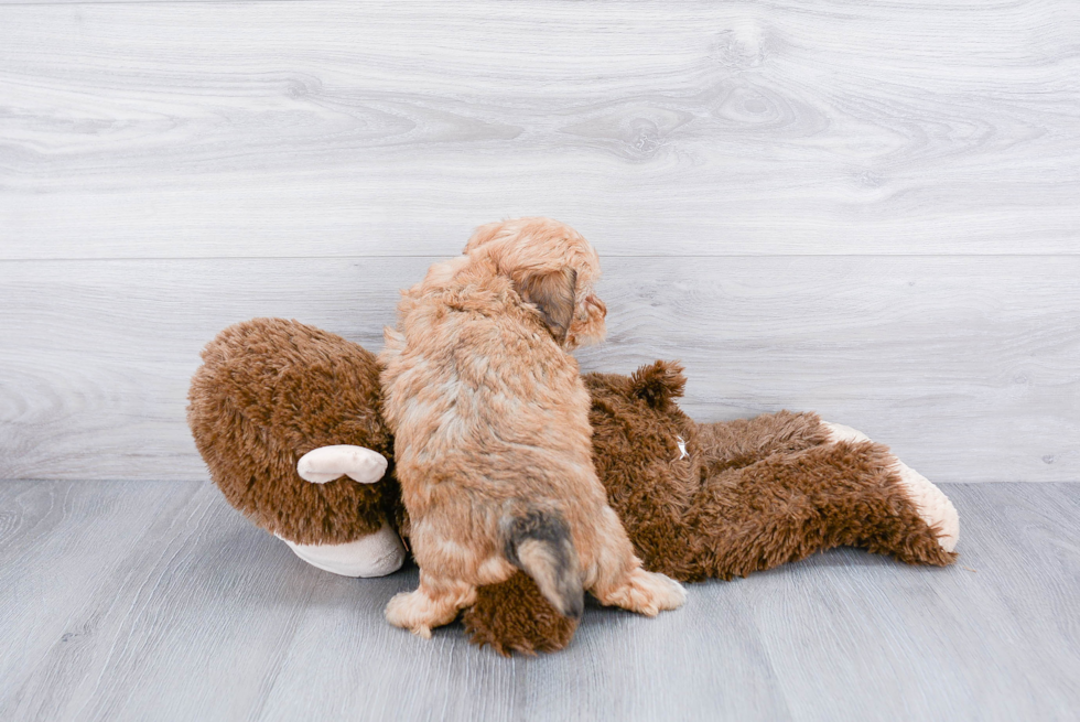 Best Mini Bernedoodle Baby