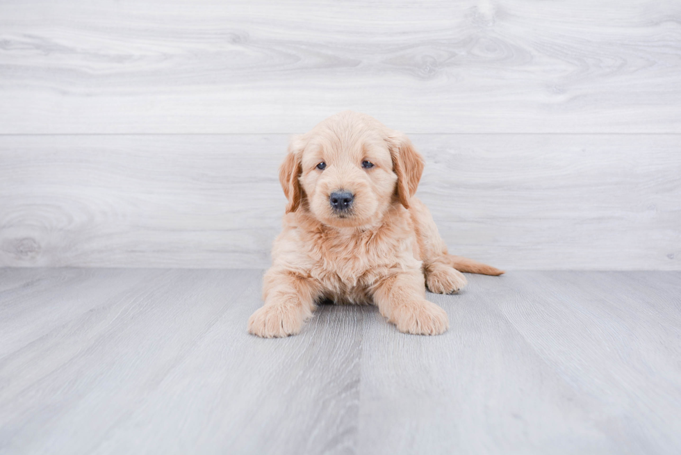 Friendly Mini Goldendoodle Baby