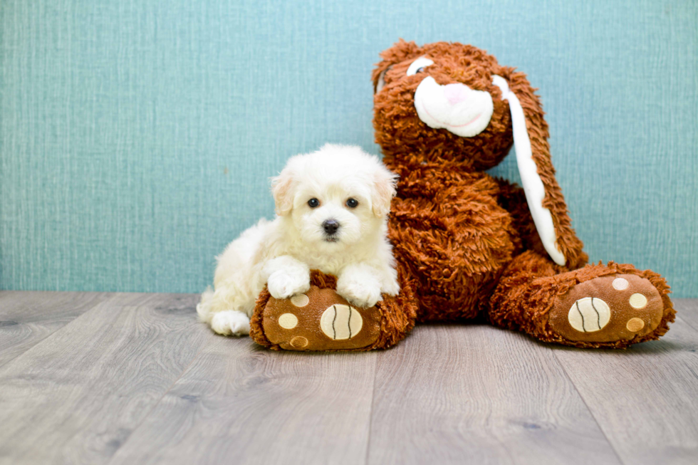 Maltipoo Puppy for Adoption