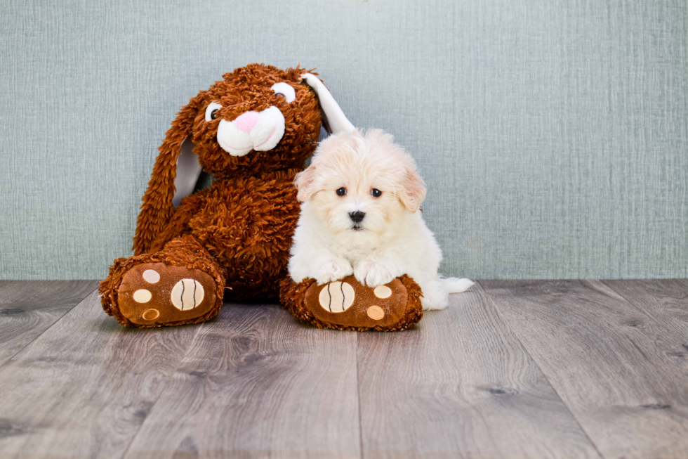 Funny Havanese Purebred Pup