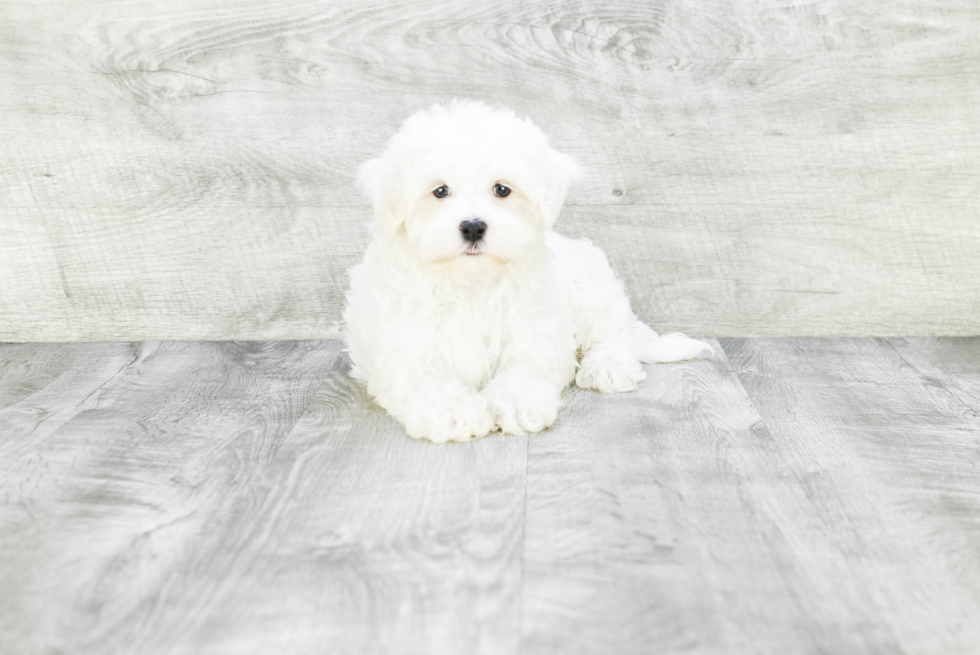 Maltese Puppy for Adoption