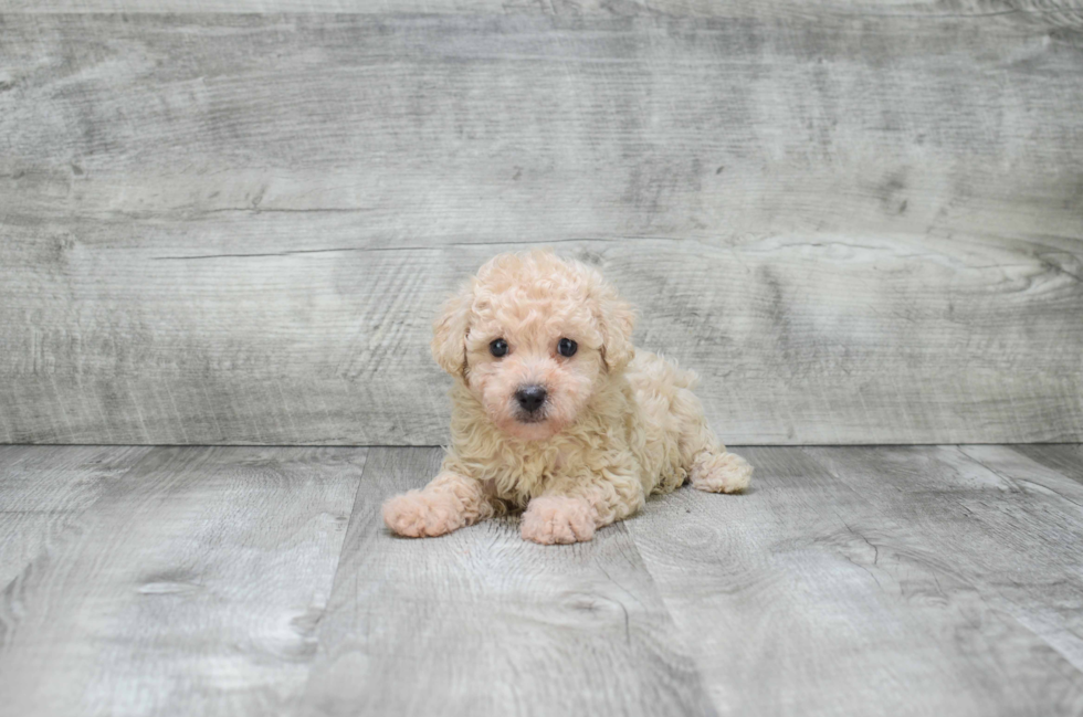 Petite Cavapoo Poodle Mix Pup