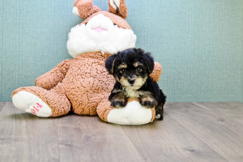 Morkie Pup Being Cute