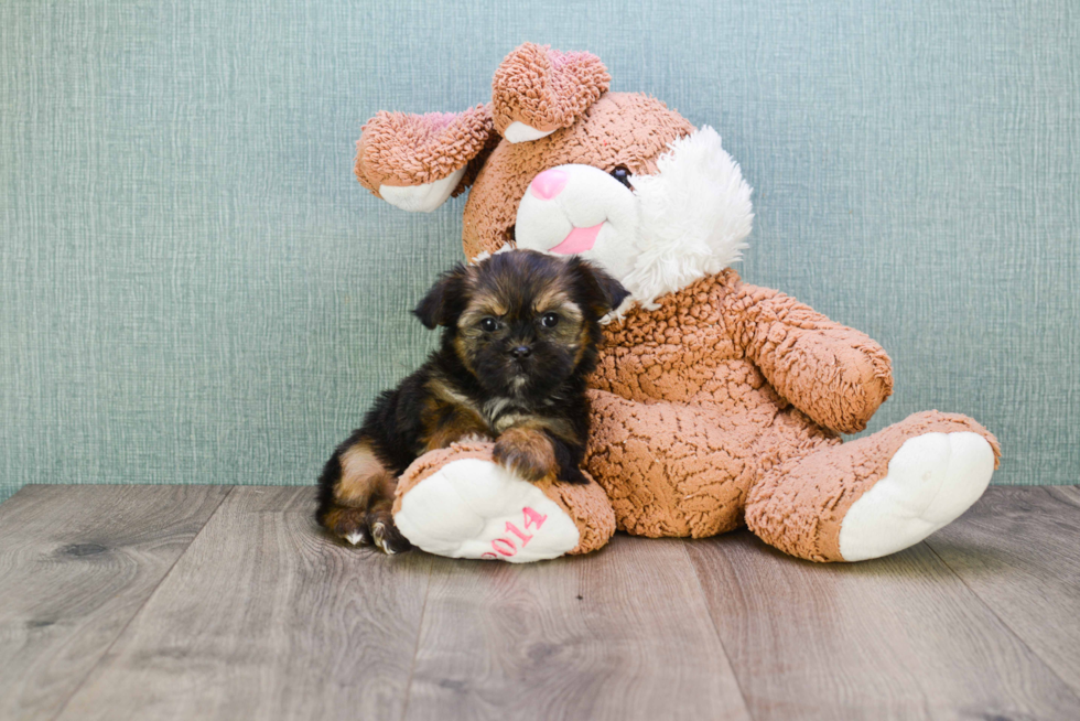 Playful Shorkie Designer Puppy