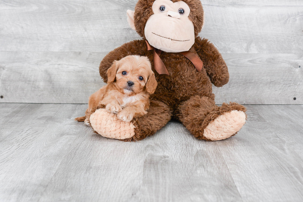 Cute Cavapoo Baby