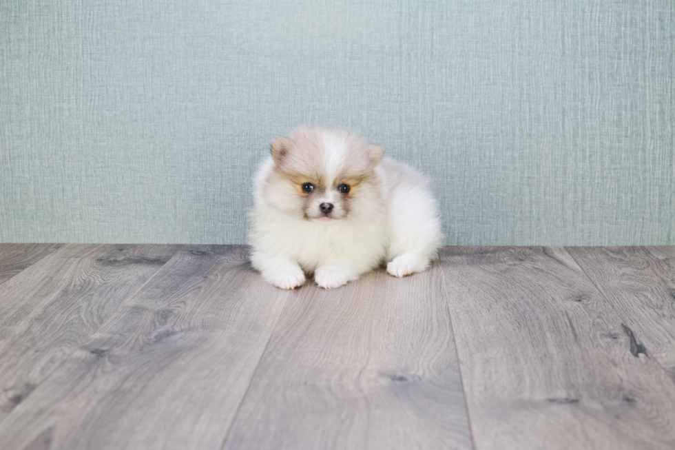 Friendly Pomeranian Purebred Pup