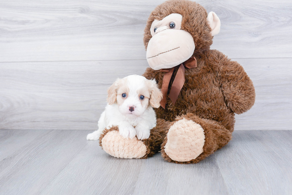 Small Cavalier King Charles Spaniel Purebred Pup