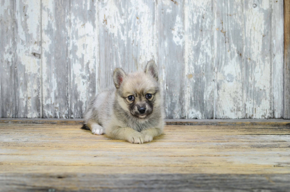 Popular Pomsky Designer Pup