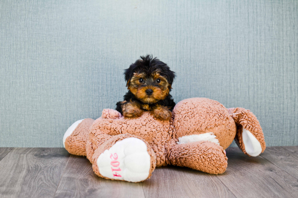 Meet Snickers - our Yorkshire Terrier Puppy Photo 