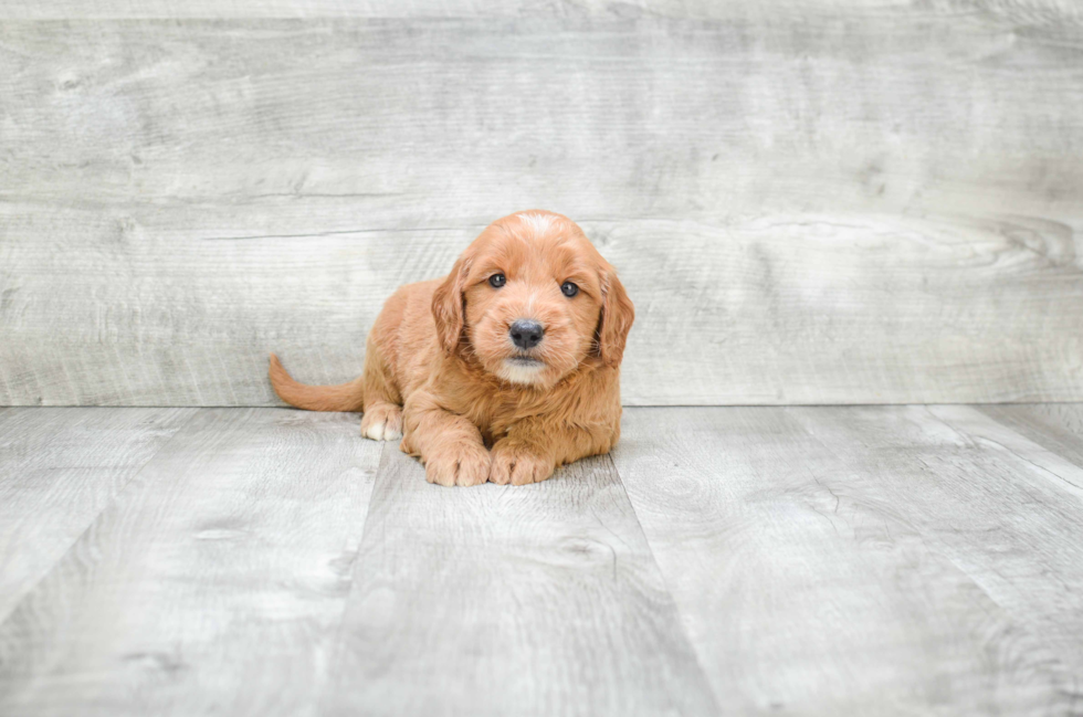 Best Mini Goldendoodle Baby