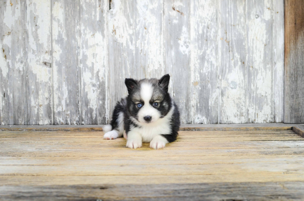 Hypoallergenic Mini Husky Designer Puppy