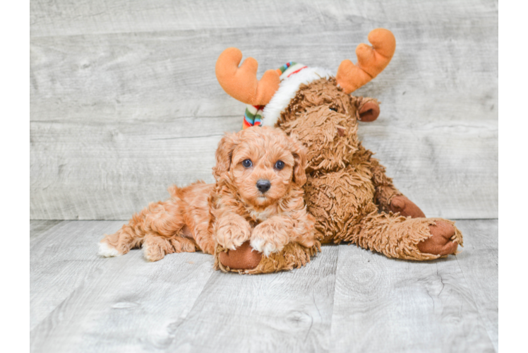 Petite Cavapoo Poodle Mix Pup