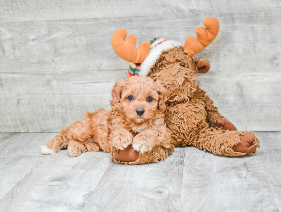 Petite Cavapoo Poodle Mix Pup