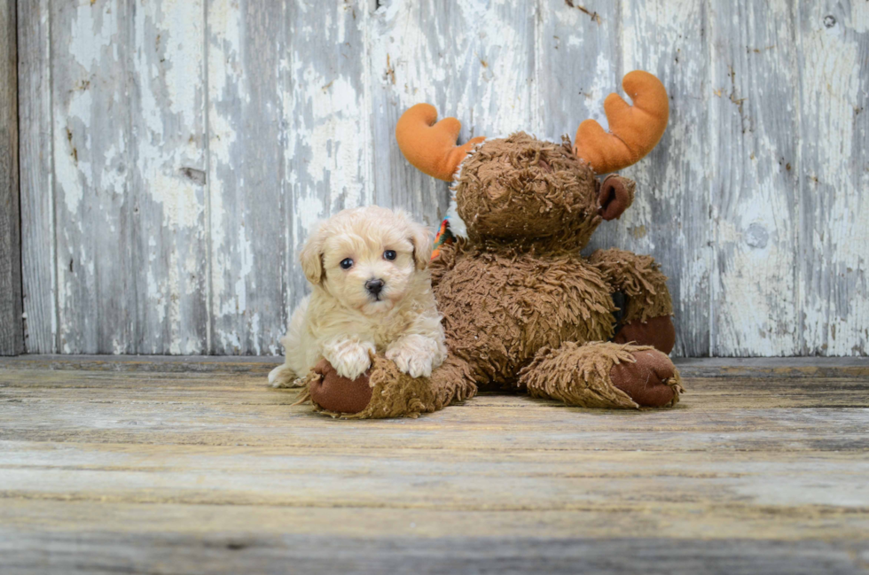 Petite Maltipoo Poodle Mix Pup