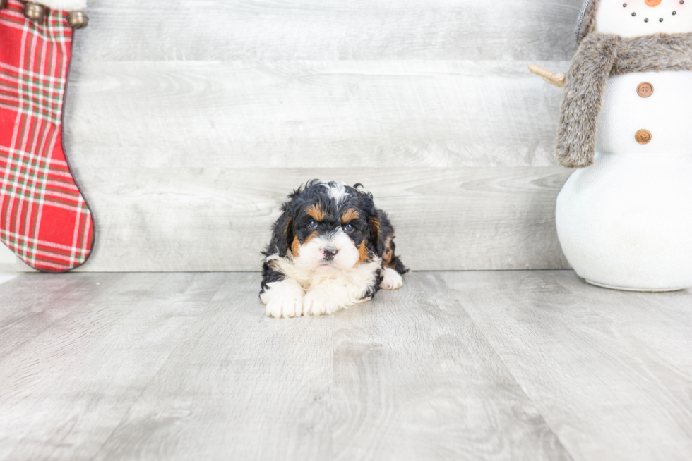 Best Mini Bernedoodle Baby