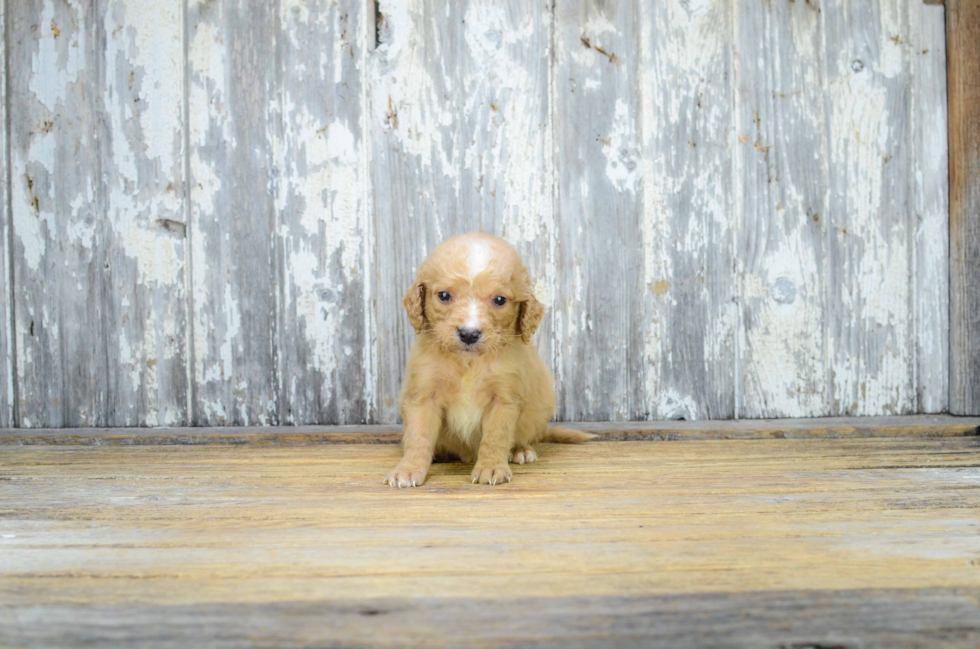 Funny Mini Goldendoodle Poodle Mix Pup