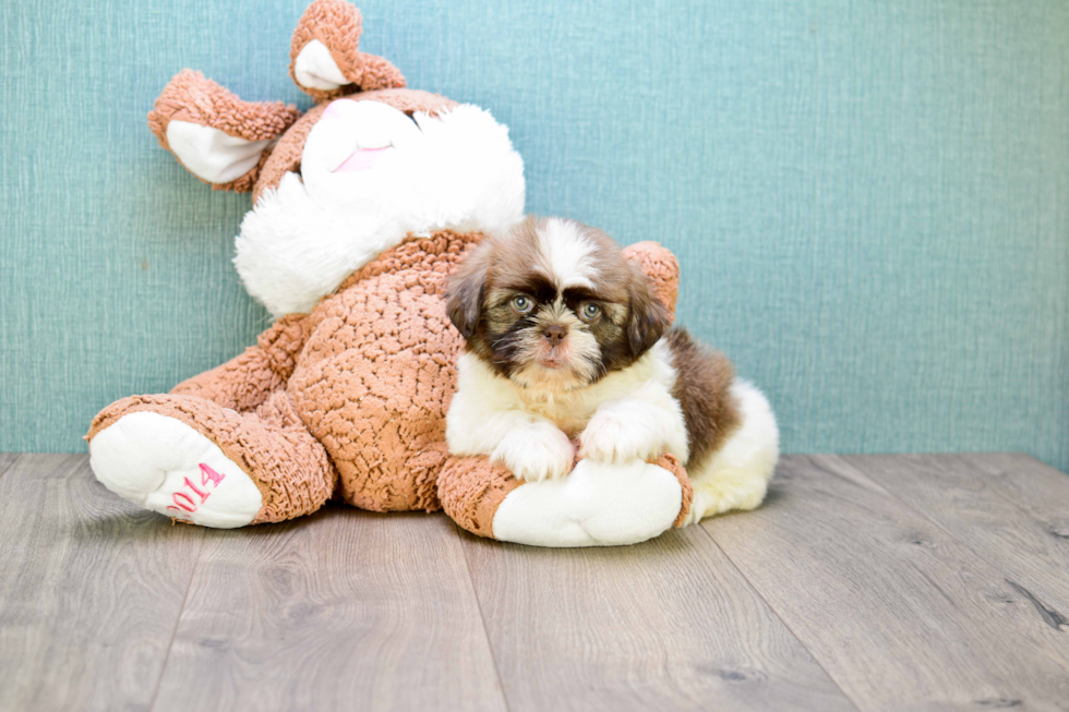 Funny Teddy Bear Designer Pup