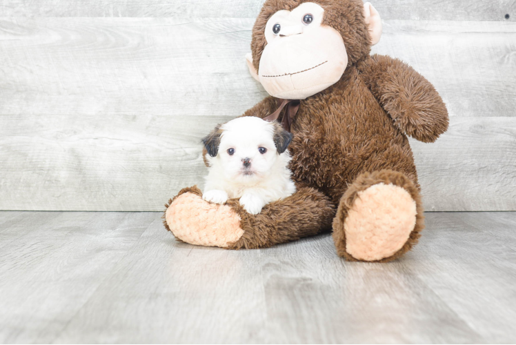 Teddy Bear Pup Being Cute