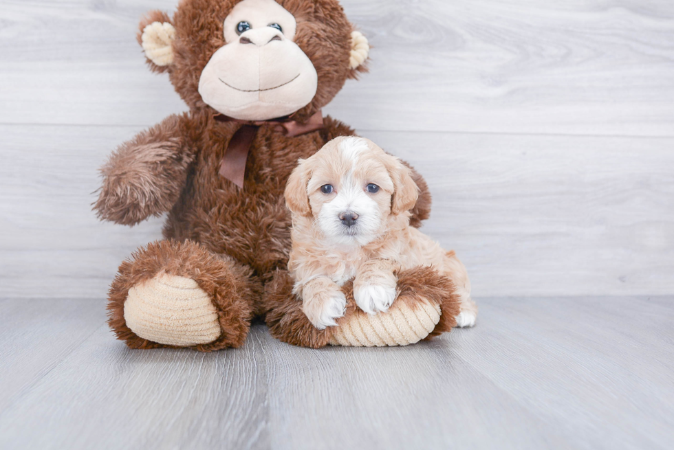 Best Maltipoo Baby