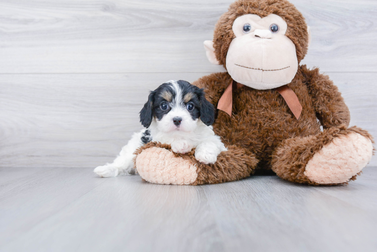 Playful Cavoodle Poodle Mix Puppy