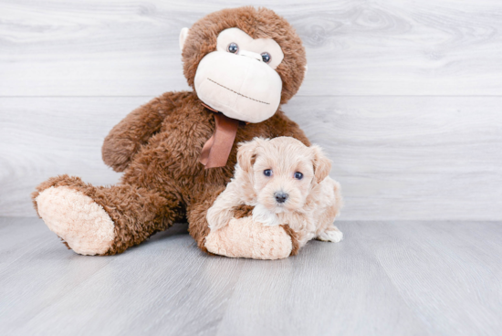 Funny Maltipoo Poodle Mix Pup