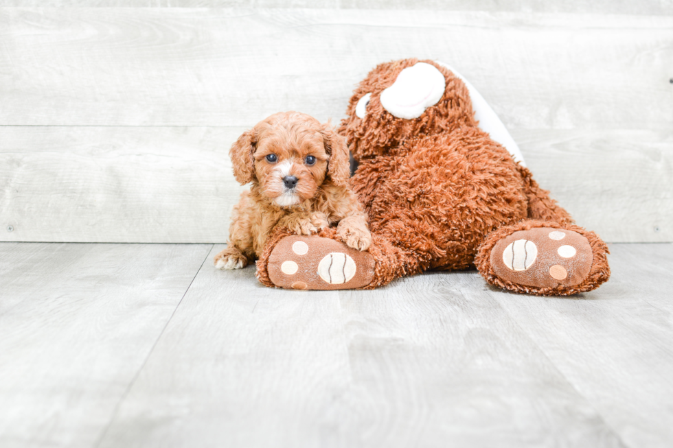 Cavapoo Pup Being Cute