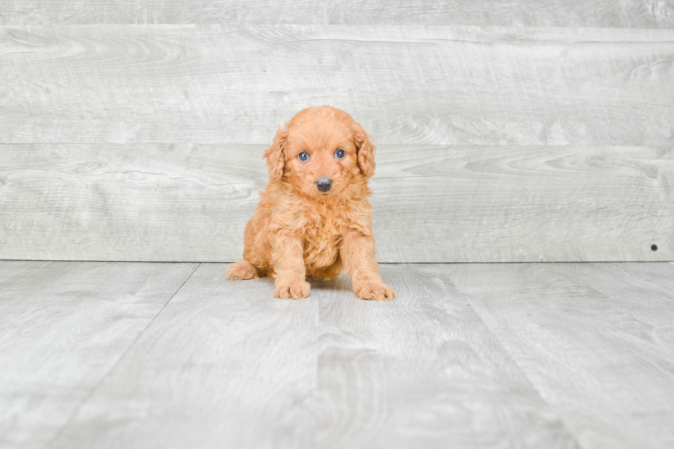 Best Mini Goldendoodle Baby