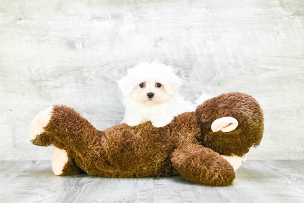 Best Maltese Baby