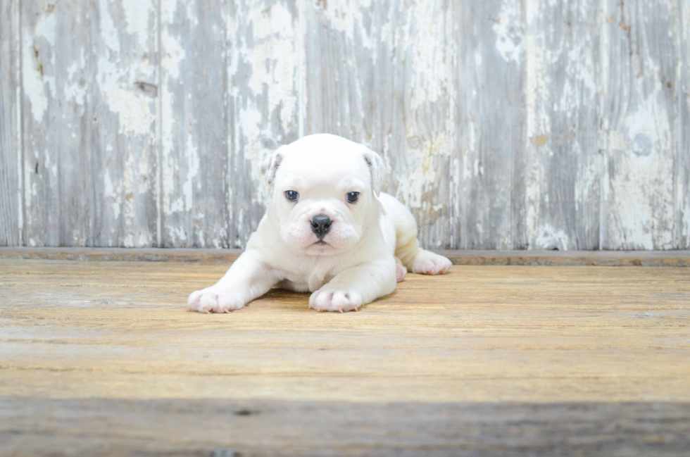 Cute English Bulldog Baby