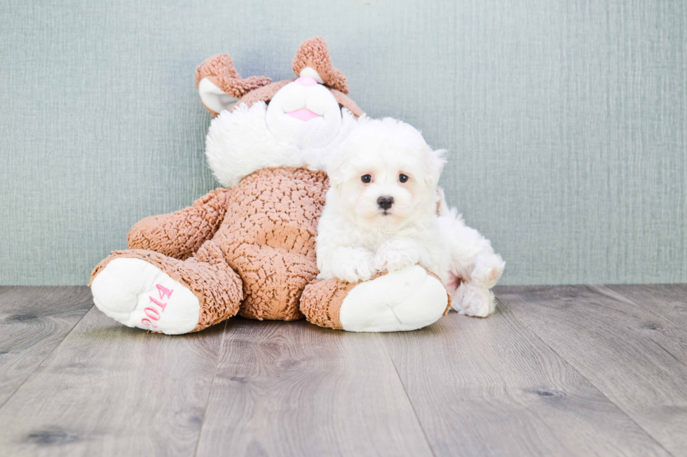 Fluffy Maltipoo Poodle Mix Pup