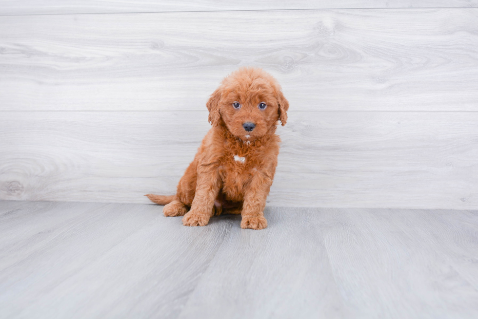 Playful Golden Retriever Poodle Mix Puppy