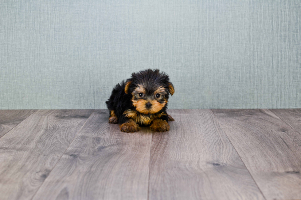 Meet Nugget - our Yorkshire Terrier Puppy Photo 