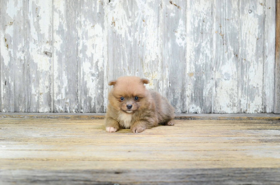 Little Pomeranian Purebred Pup