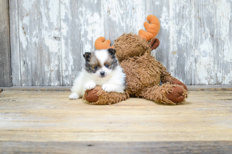 Energetic Pomeranian Purebred Puppy