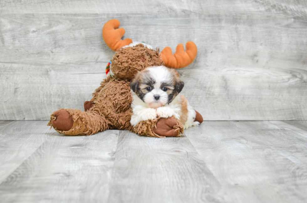 Teddy Bear Pup Being Cute