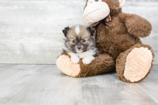 Pomeranian Puppy for Adoption