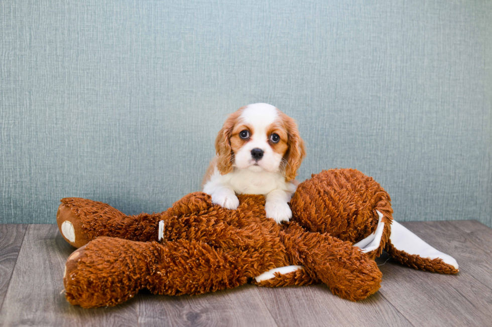 Cavalier King Charles Spaniel Pup Being Cute