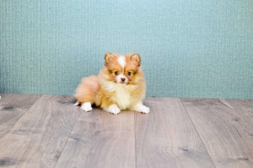 Pomeranian Puppy for Adoption