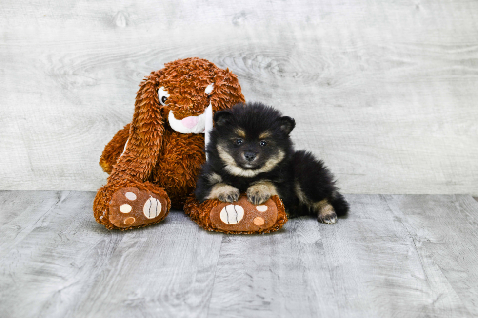 Playful Pomeranian Baby